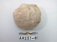 藏品(貝殼化石)的圖片